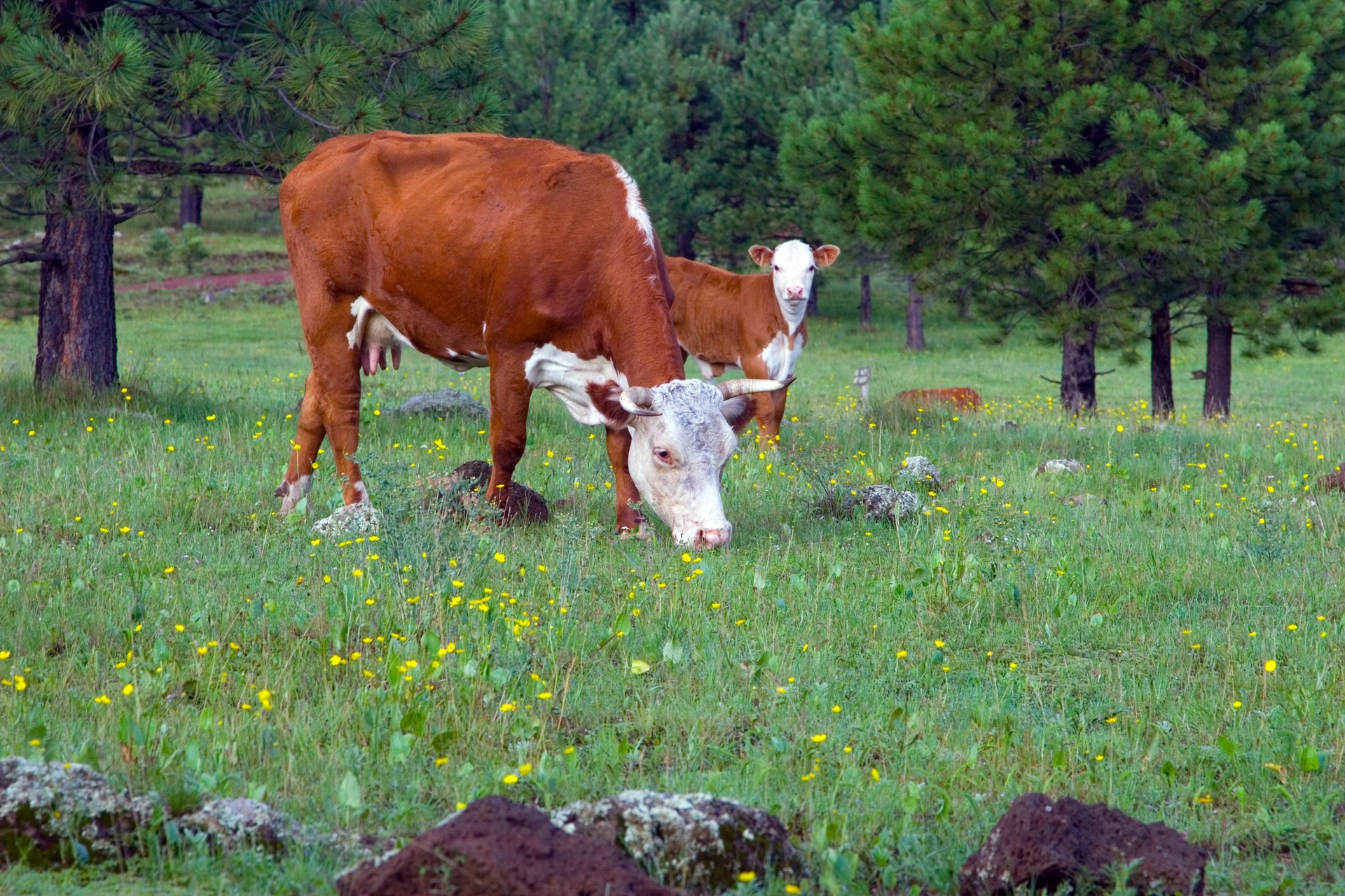 Moo Cows